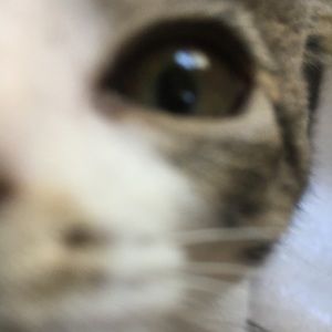 Meet your Posher, Erica